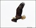 _2SB2486 american bald eagle